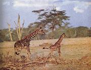 unknow artist The oppna terrangen am failing giraffe favoritmiljo oil on canvas